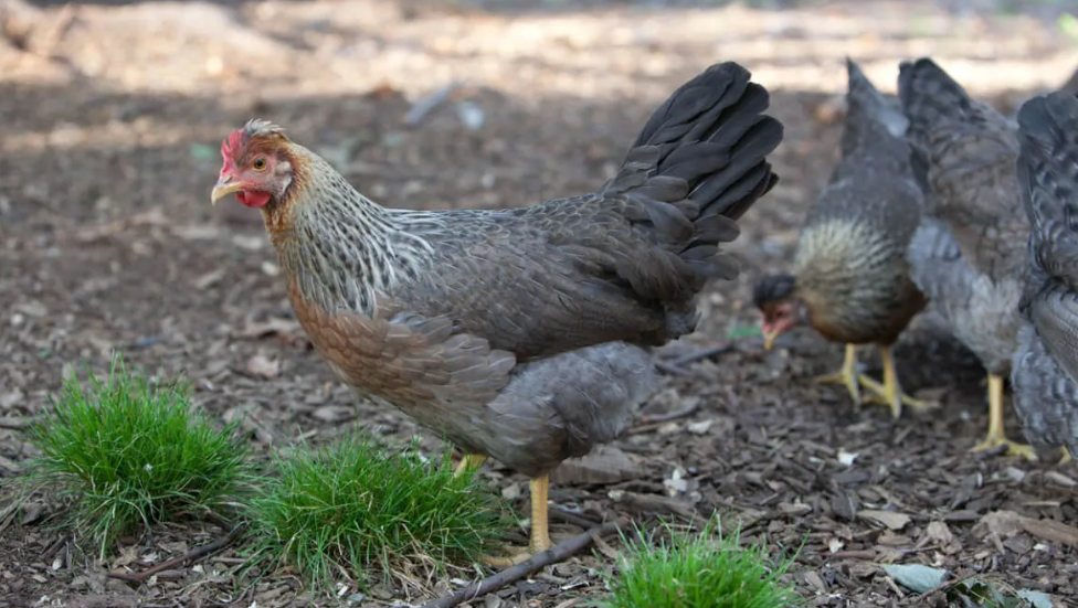Cream Legbar Chicken: A Colorful Addition to Your Backyard Flock cream legbar chicken