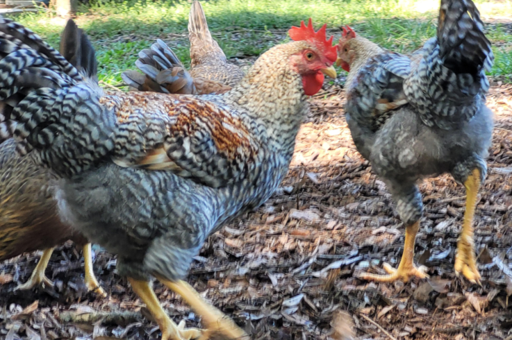 Welbar Chicken: A Unique Breed for the Backyard Flock welbar chicken