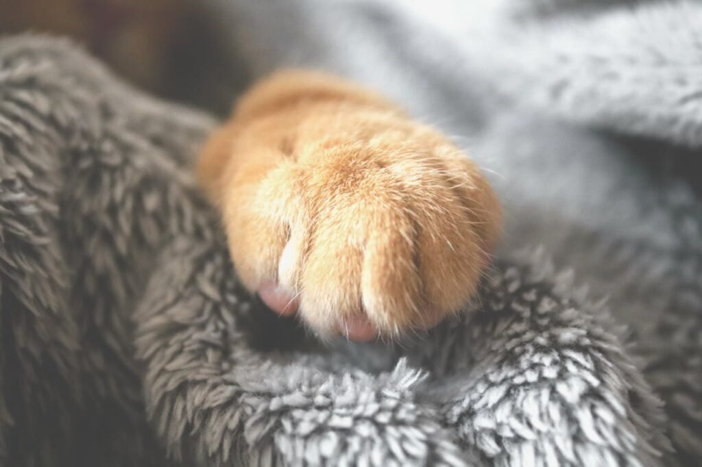 Exploring the Wild Side: A Journey with Tao-Tally Wild Paws Tao-Tally Wild Paws